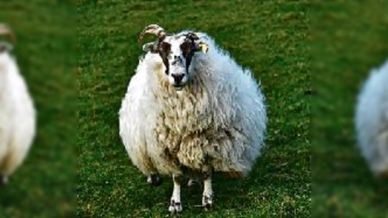 Mizen Head  das Glück geht hier zu Fuß: Lesung.  (Foto: VA)