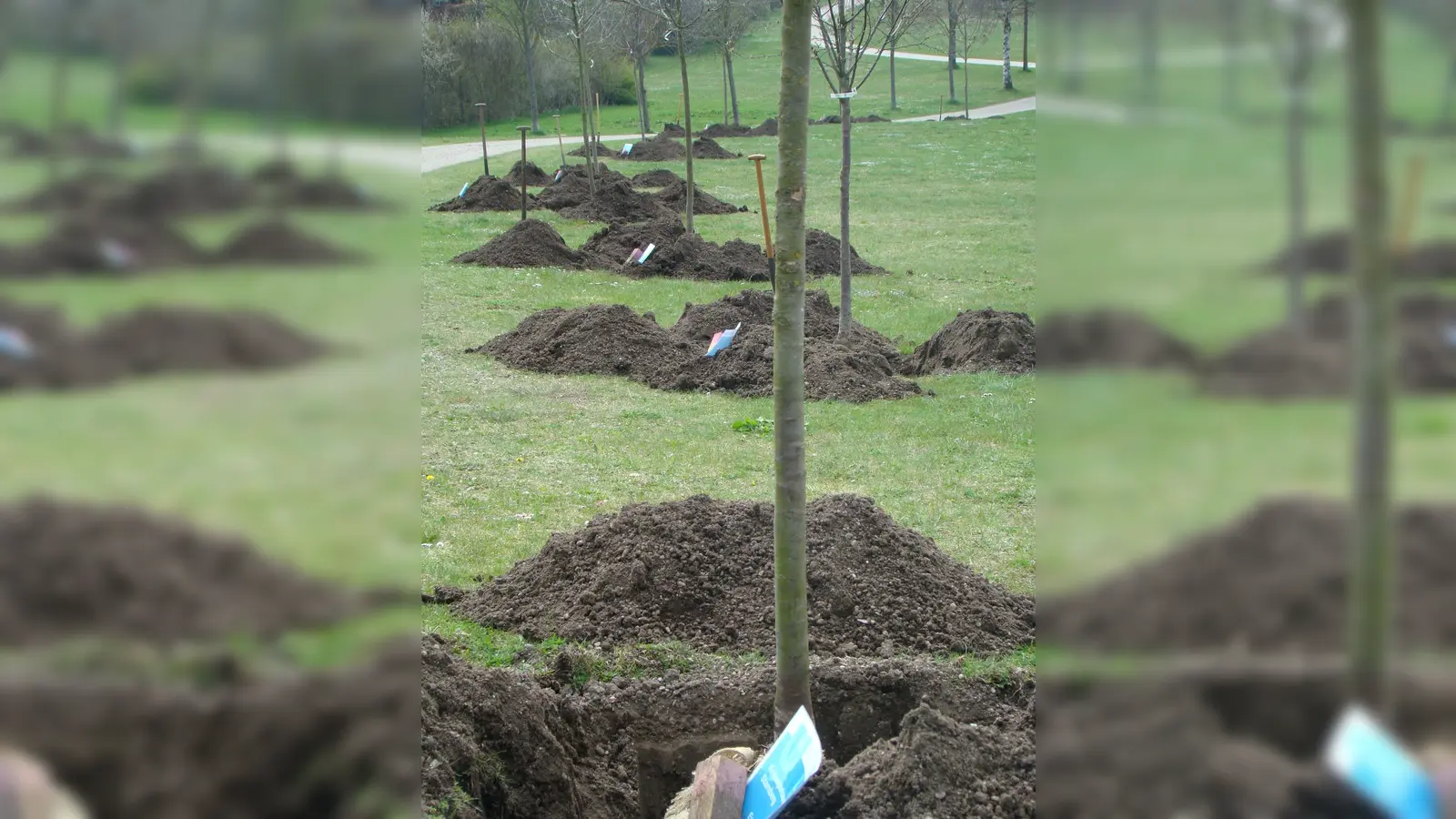 Bäume sind gut für das Stadtklima. Darum: Spenden Sie einen Baum und übernehmen eine Baumpatenschaft. (Foto: privat)