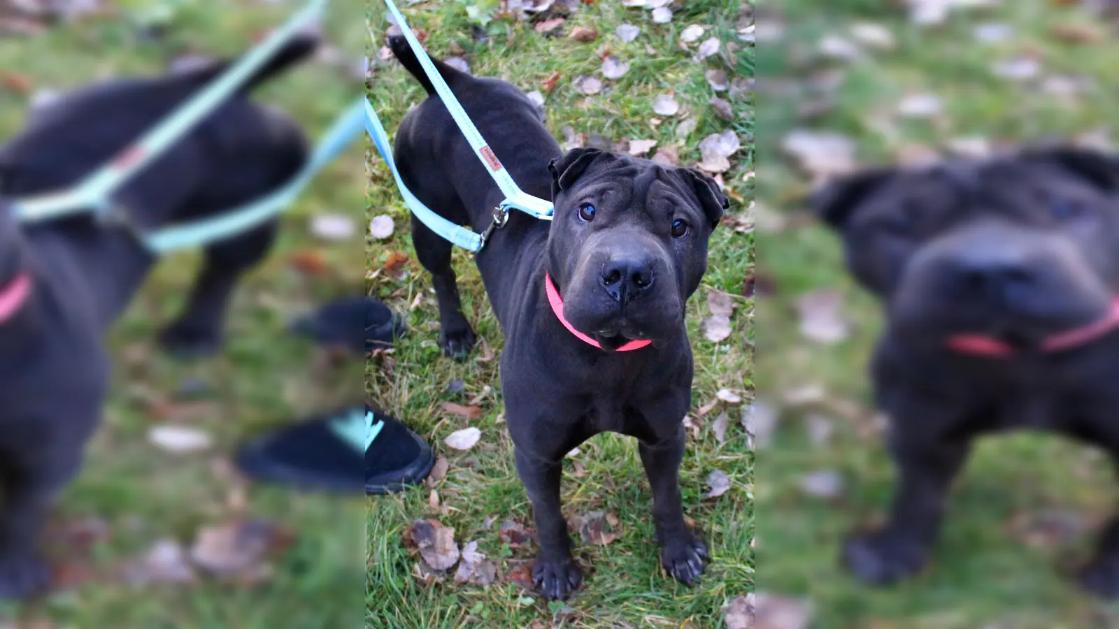 Shar Pei Hündin „Jade”. (Foto: Tierheim Riem)