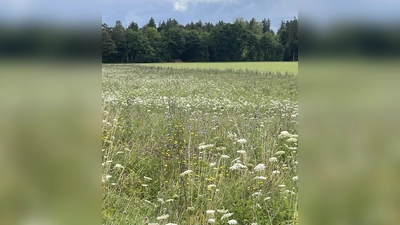 Ein Schlemmerbuffet für Insekten aller Art, die Blühwiesen in Brunnthal - das kann man auch zu Weihnachten verschenken. (Foto: hw)