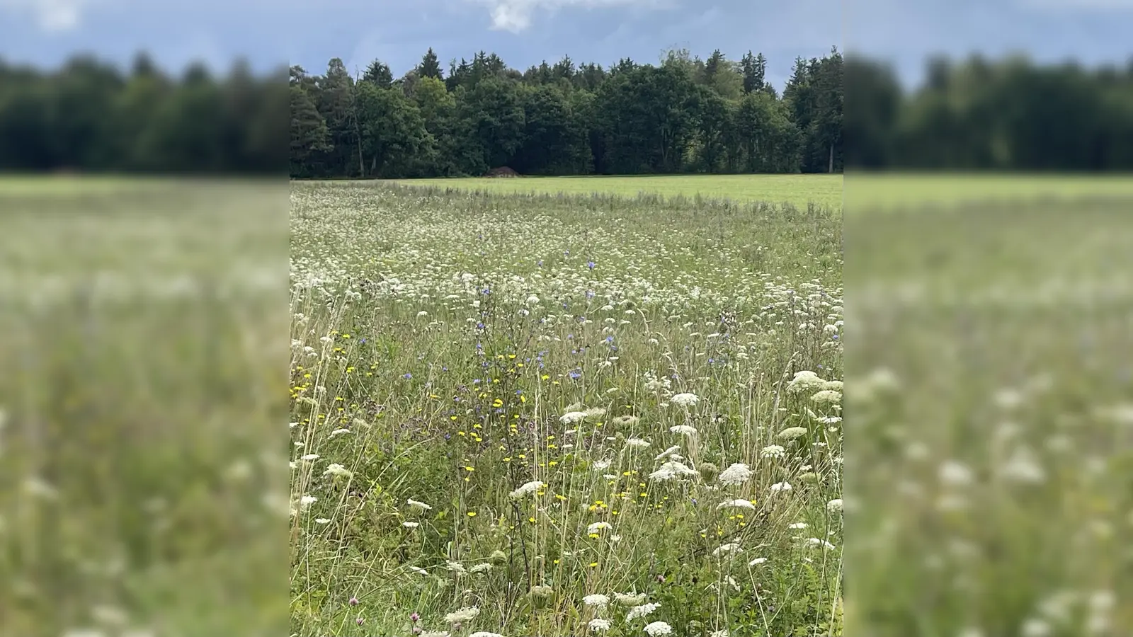 Ein Schlemmerbuffet für Insekten aller Art, die Blühwiesen in Brunnthal - das kann man auch zu Weihnachten verschenken. (Foto: hw)