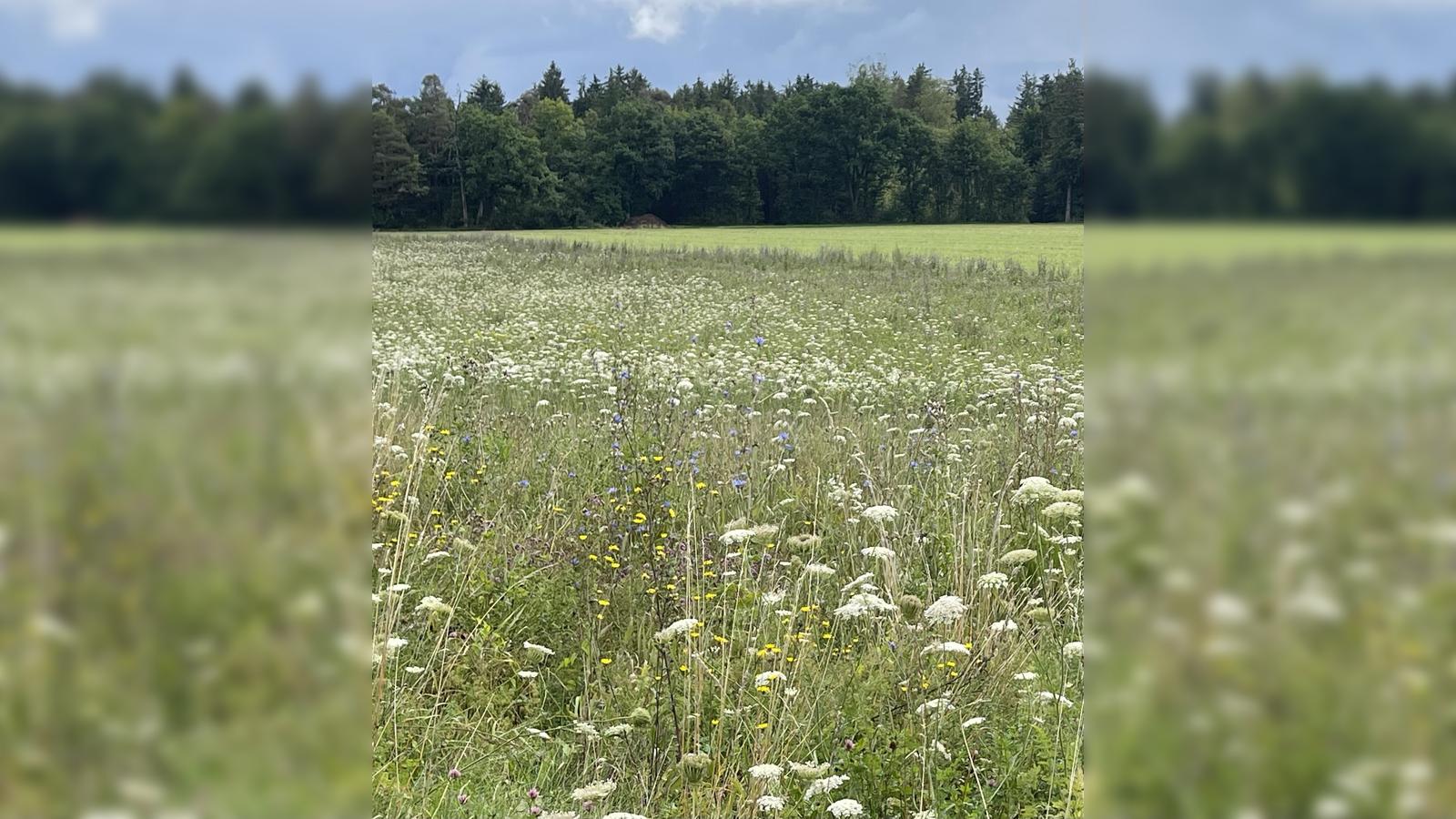 Weihnachten-Bl-hpatenschaften-verschenken