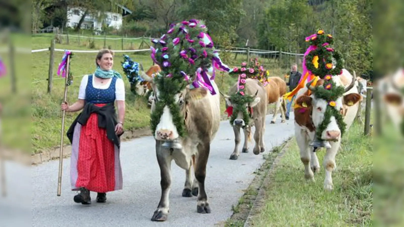 Die letzten Almkühe haben nun auch in Aschau die Berge verlassen.	 (Foto: H. Reiter)