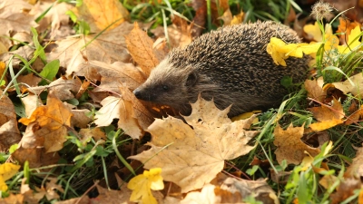 Der Igel überwintert gerne in Laubhaufen, die man ihm in einer windstillen Ecke anhäuft. Wer ein bisschen Laub im Garten liegenlässt, schont auch Insekten, die – nicht nur dem Igel – als Nahrungsquelle dienen.  (Foto: Zdenek Tunka)
