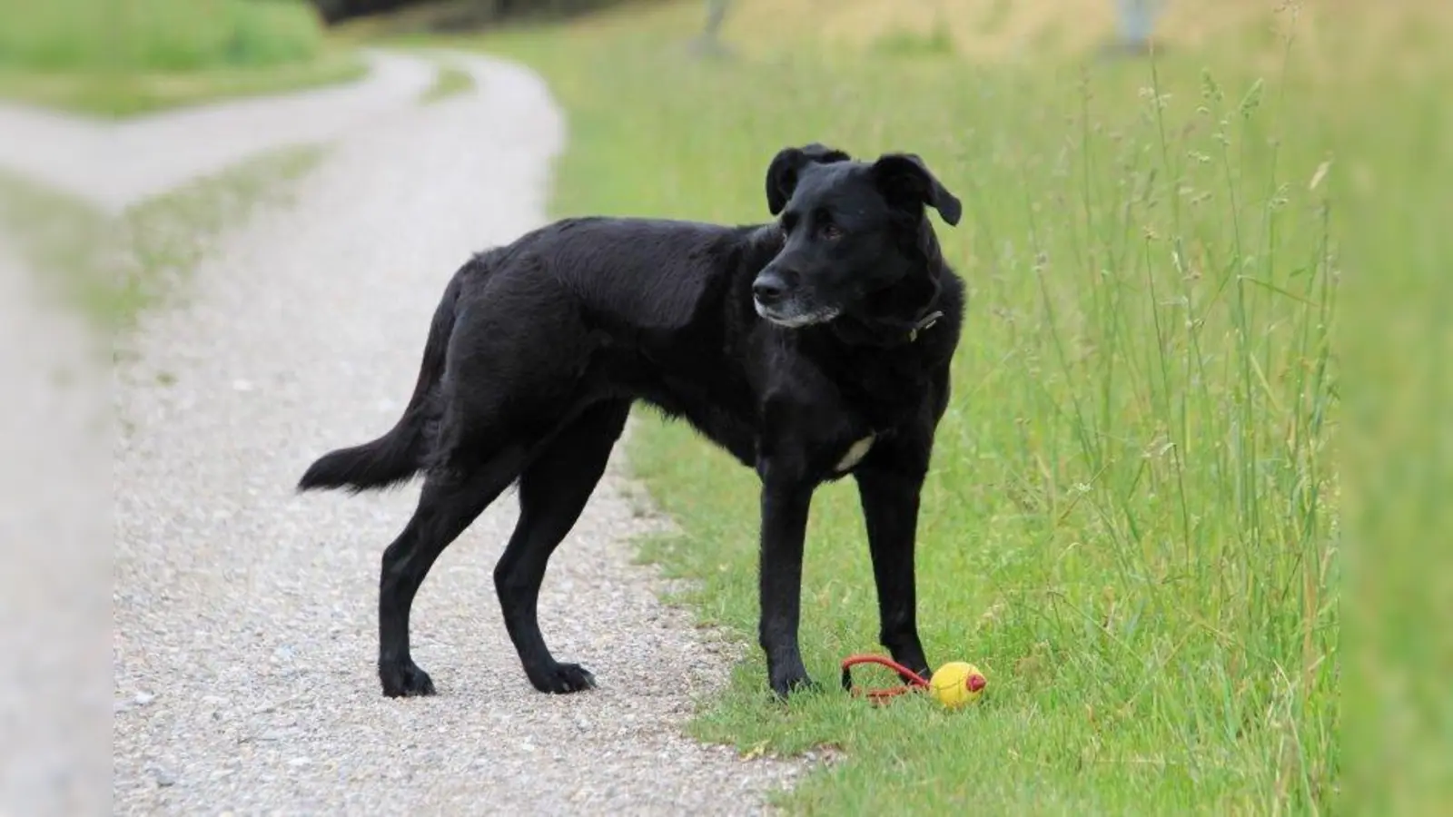 Freilauf ist verboten: Hunde müssen in Karlsfeld und im gesamten Landkreis bei Spaziergängen in der freien Natur an die Leine. (Foto: sb)