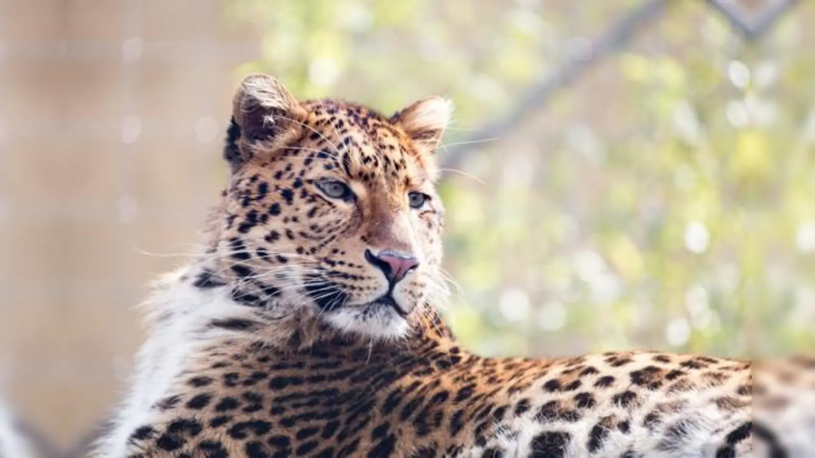 Julius verlässt München und zieht in den Zoo in Hannover. 	 (Foto: Tierpark Hellabrunn/Dennis Eckert)