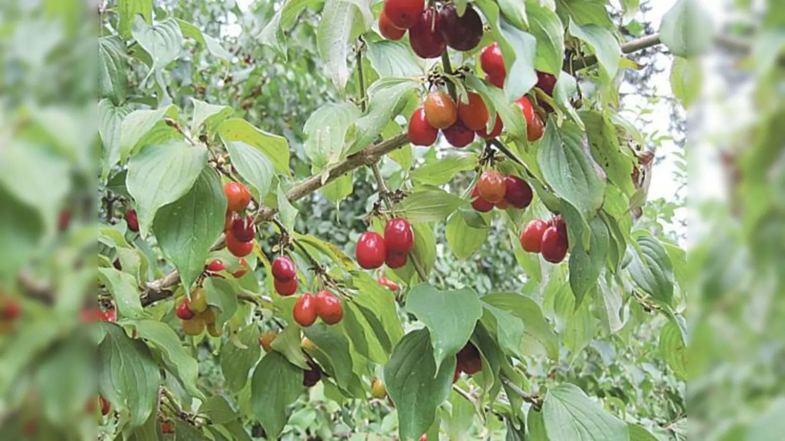 Die Kornelkirsche ist ein in Süd- und Mitteleuropa weit verbreiteter Großstrauch oder Baum.	 (Foto: Bilang)