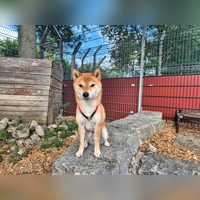 Jiro ist ein charakterstarker Rüde, der klare Strukturen und konsequente Führung braucht. (Foto: Tierheim Riem)