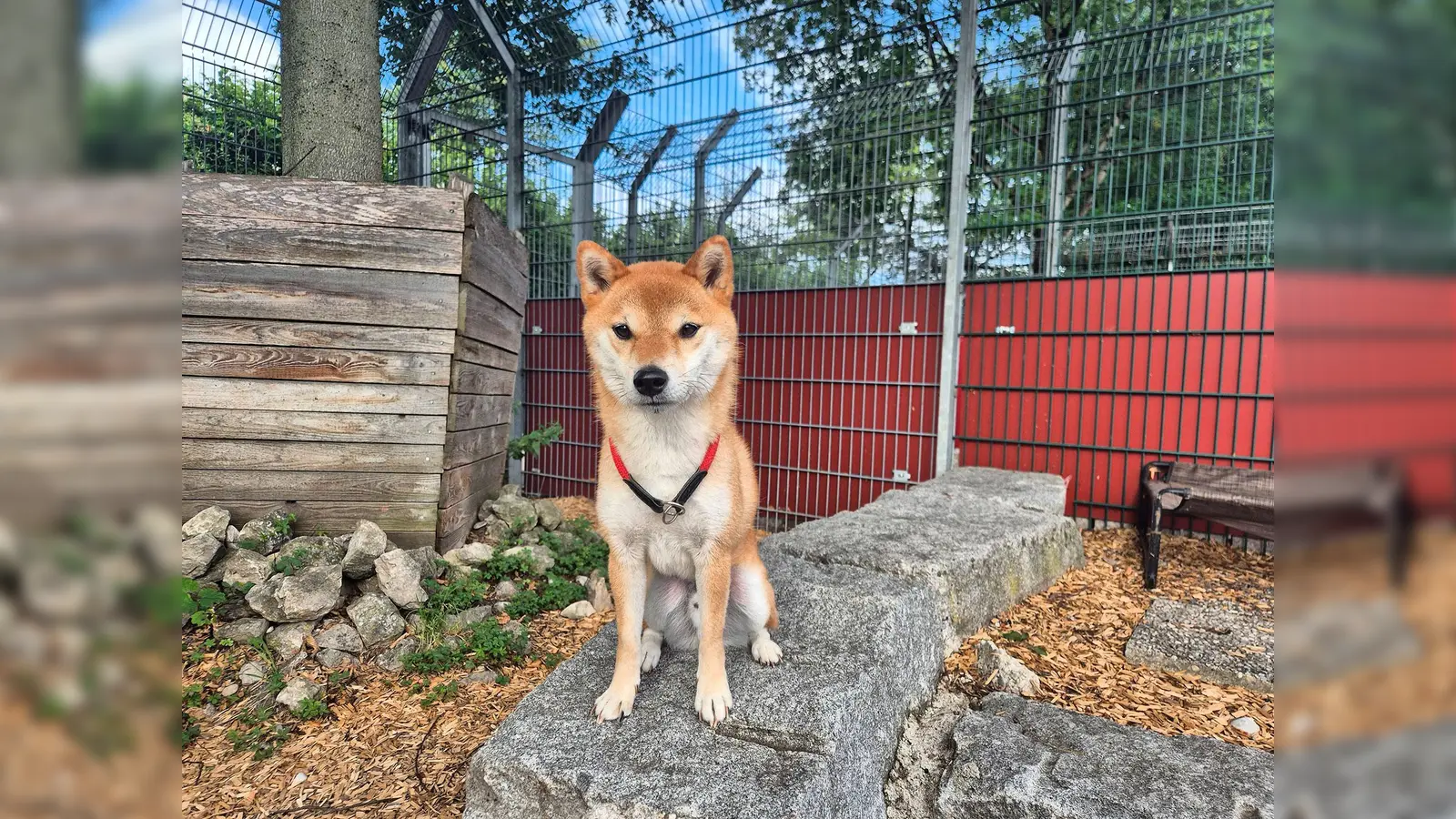 Jiro ist ein charakterstarker Rüde, der klare Strukturen und konsequente Führung braucht. (Foto: Tierheim Riem)