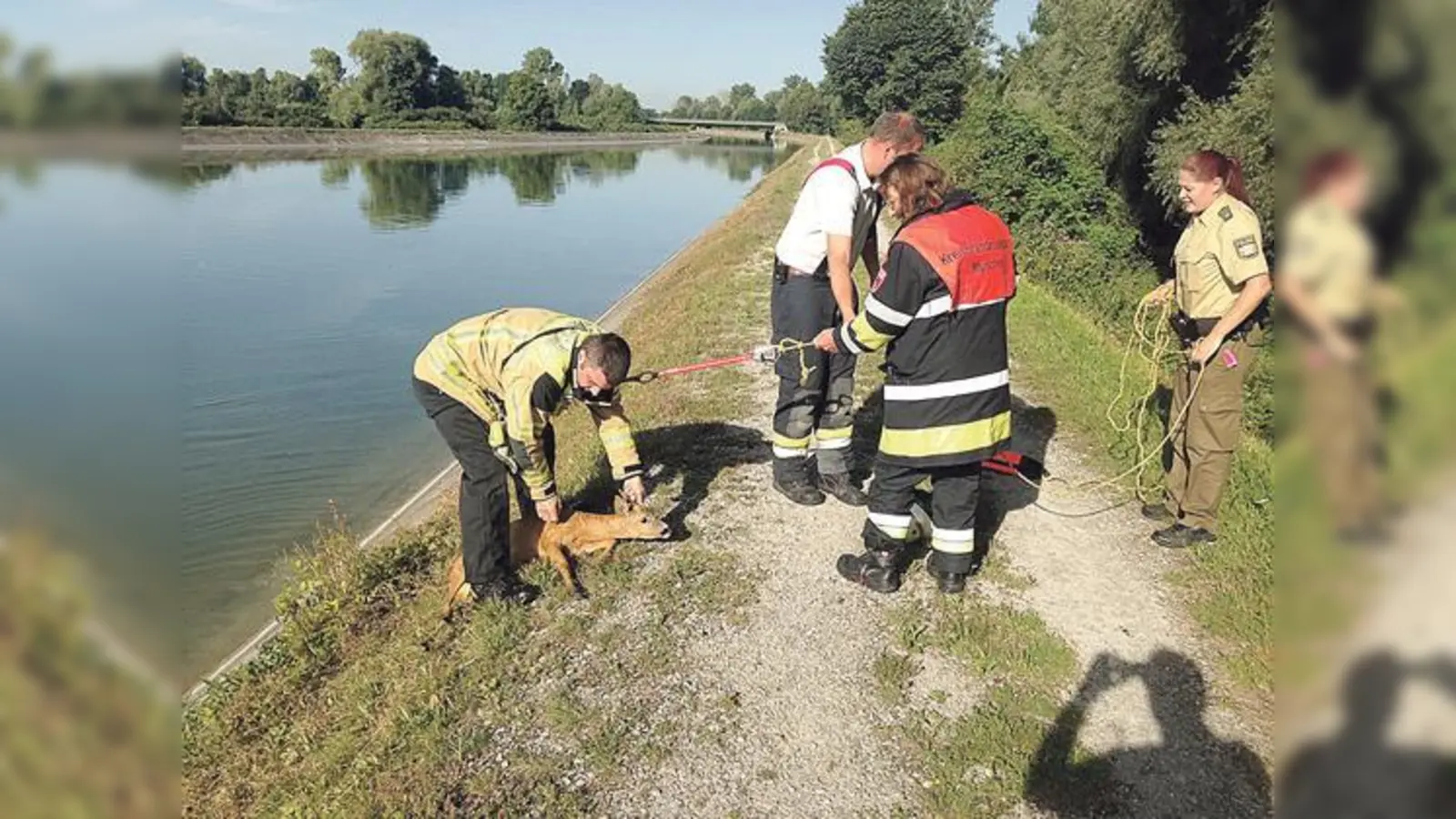 Durchnässt und verängstigt, aber sonst wohlauf war dieses Reh nach der Rettungsaktion.	 (Foto: VA)