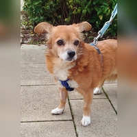 Spitz-Mix Hündin Sophie. (Foto: Tierheim Riem)