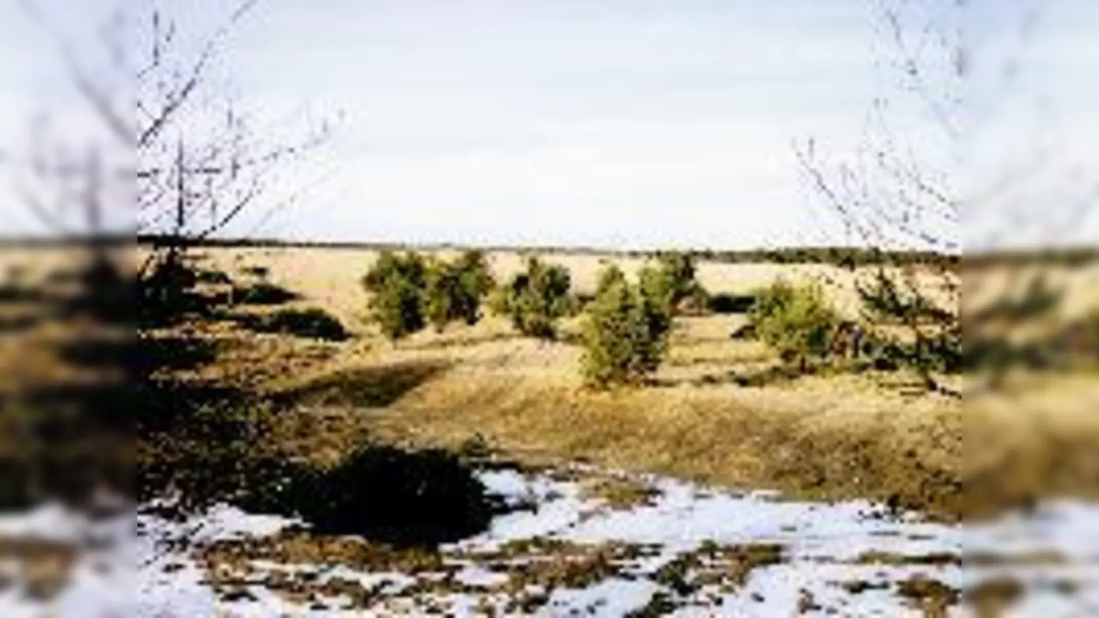 Die Fröttmaninger Heide wird derzeit neu gestaltet. 		 (Foto: Verein)