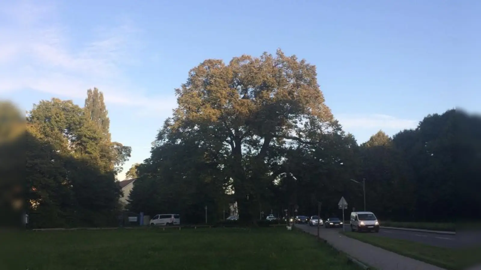 München braucht mehr Bäume. (Hier symbolhaft: die Röth-Linde, der der älteste Baum Münchens ist und in Moosach steht und gedeiht.) (Foto: Daniel Mielcarek)