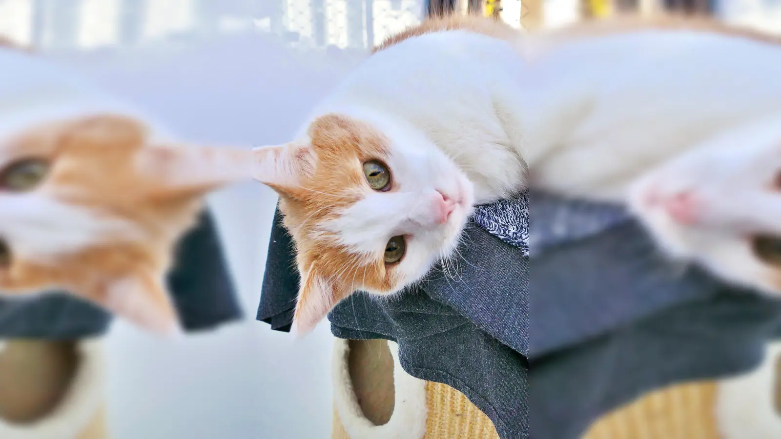 Europäisch-Kurzhaar-Kater Sony. (Foto: Tierheim Riem)