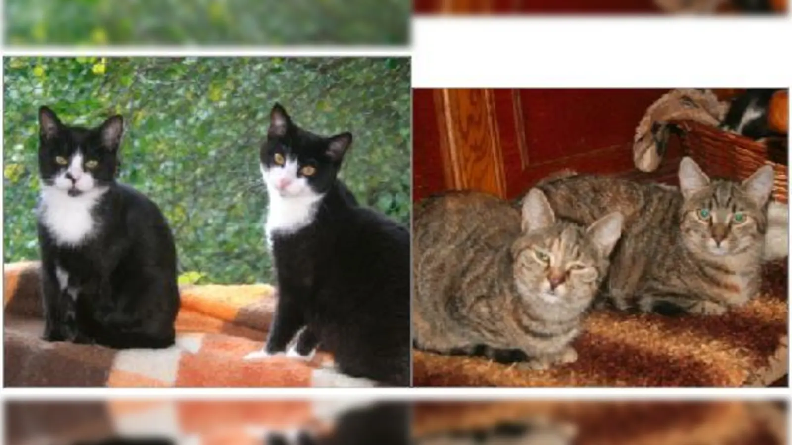 NIKA und NOCKERL (li) &amp; MIMI und MARY (re),  (Foto: Helga Grüning)