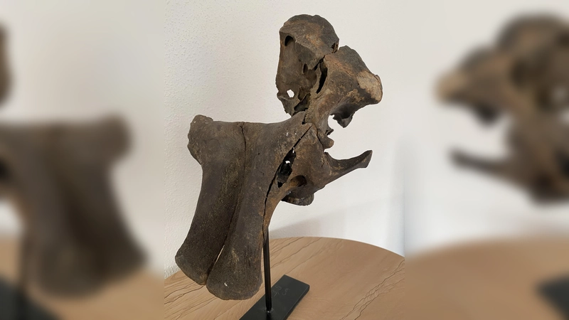 Die Ausstellung in Taufkirchen/Vils ist nun um einen gerade einmal 25 cm großen Schädel eines Mammutbabies reicher, das wohl kurz nach der Geburt gestorben ist. (Foto: VA)