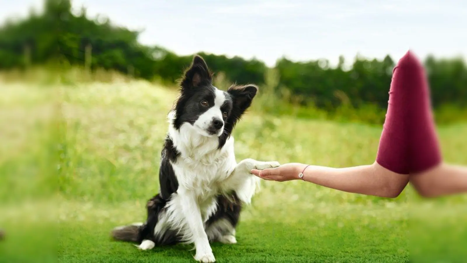 Europas Tiere sagen „danke!” (Foto: Fressnapf)