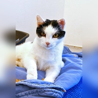 Europäisch Kurzhaar Katze Molly. (Foto: Tierheim Riem)