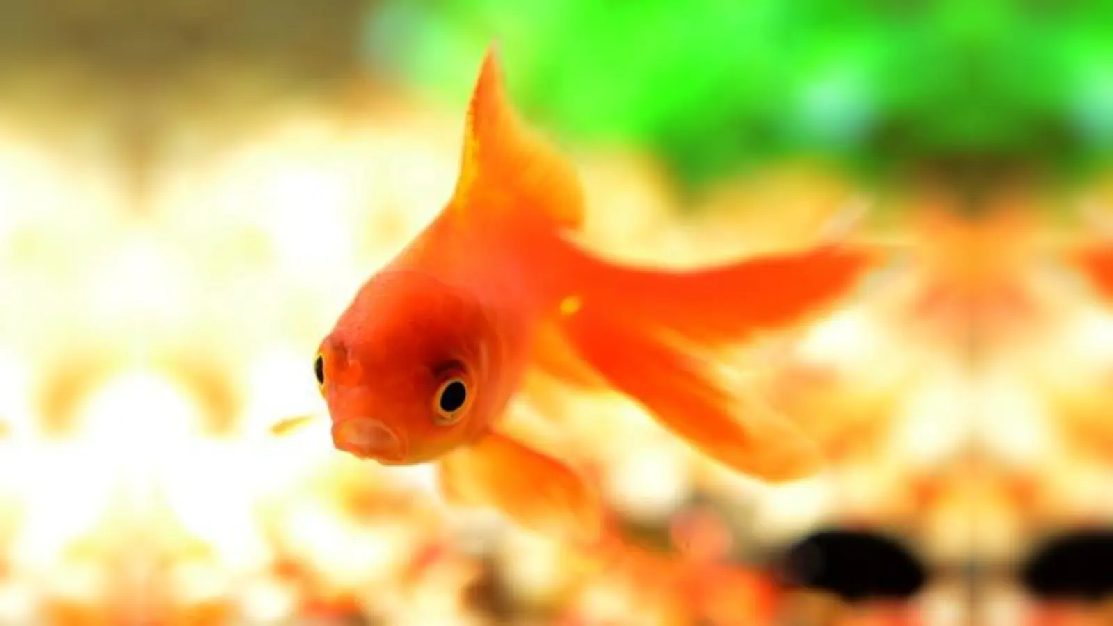 Wer hätte gedacht, dass der adrette kleine Goldfisch in der freien Natur ein ziemlich hungriger Jäger ist? So hungrig, dass er nicht ausgesetzt werden darf.	 (Foto: endlesswatts, CC0)