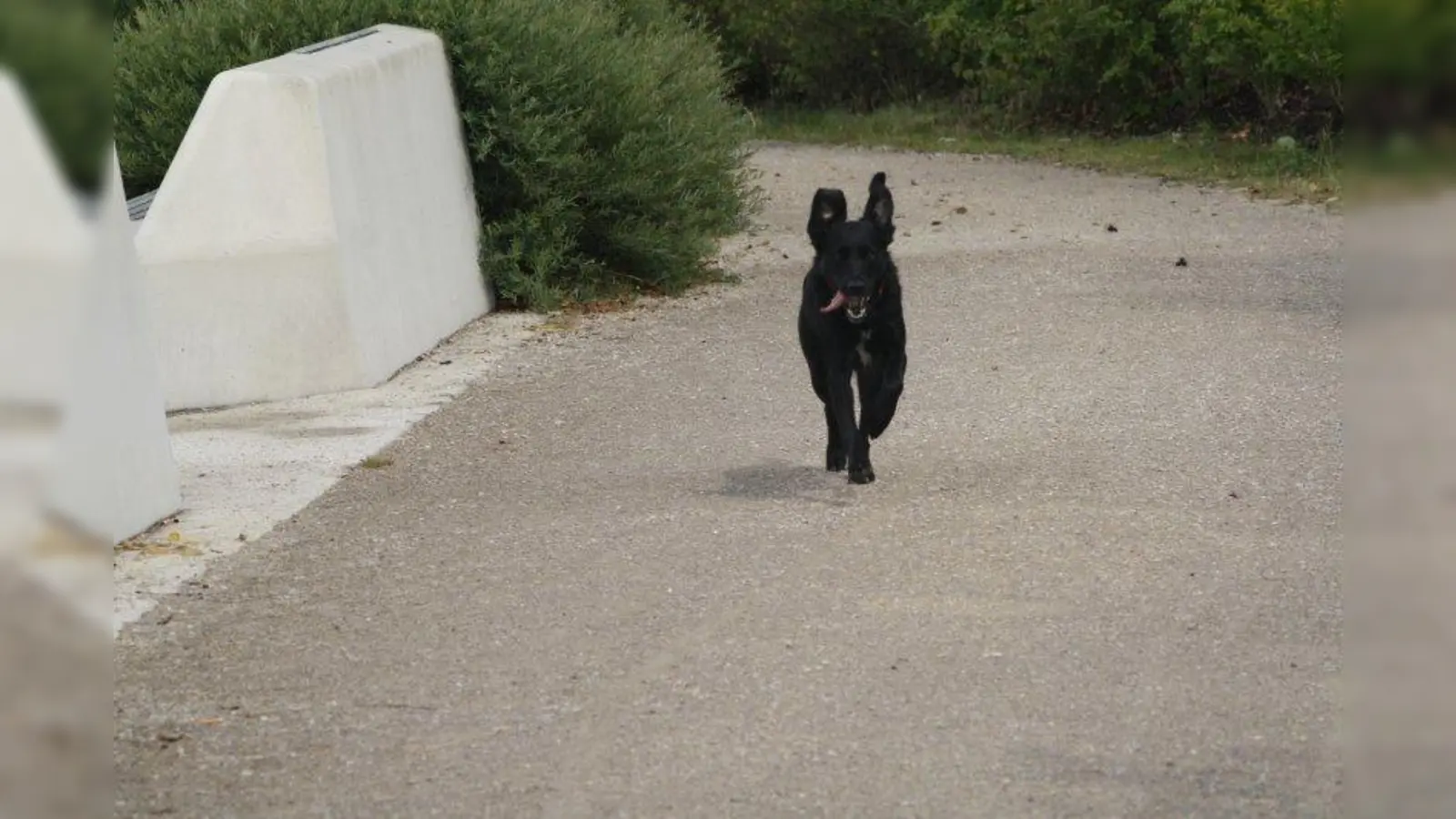 Nach Angaben der Gemeinde Karlsfeld gibt es Beschwerden über freilaufende Hunde im Prinzenpark. (Foto: sb)