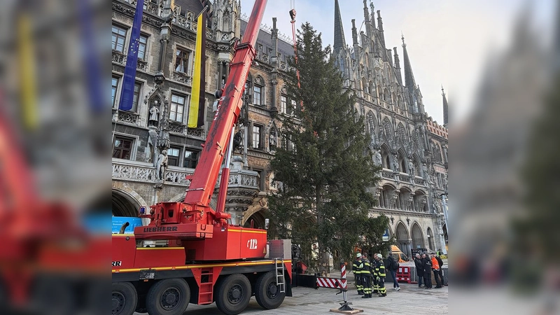75 Meter hoch und am unteren Ende 60 Zentimeter breit ist die Fichte aus Tirol, die den Marienplatz heuer in der Adventszeit ziert.  (Foto: Christopher Haarhaus/ Presseamt)