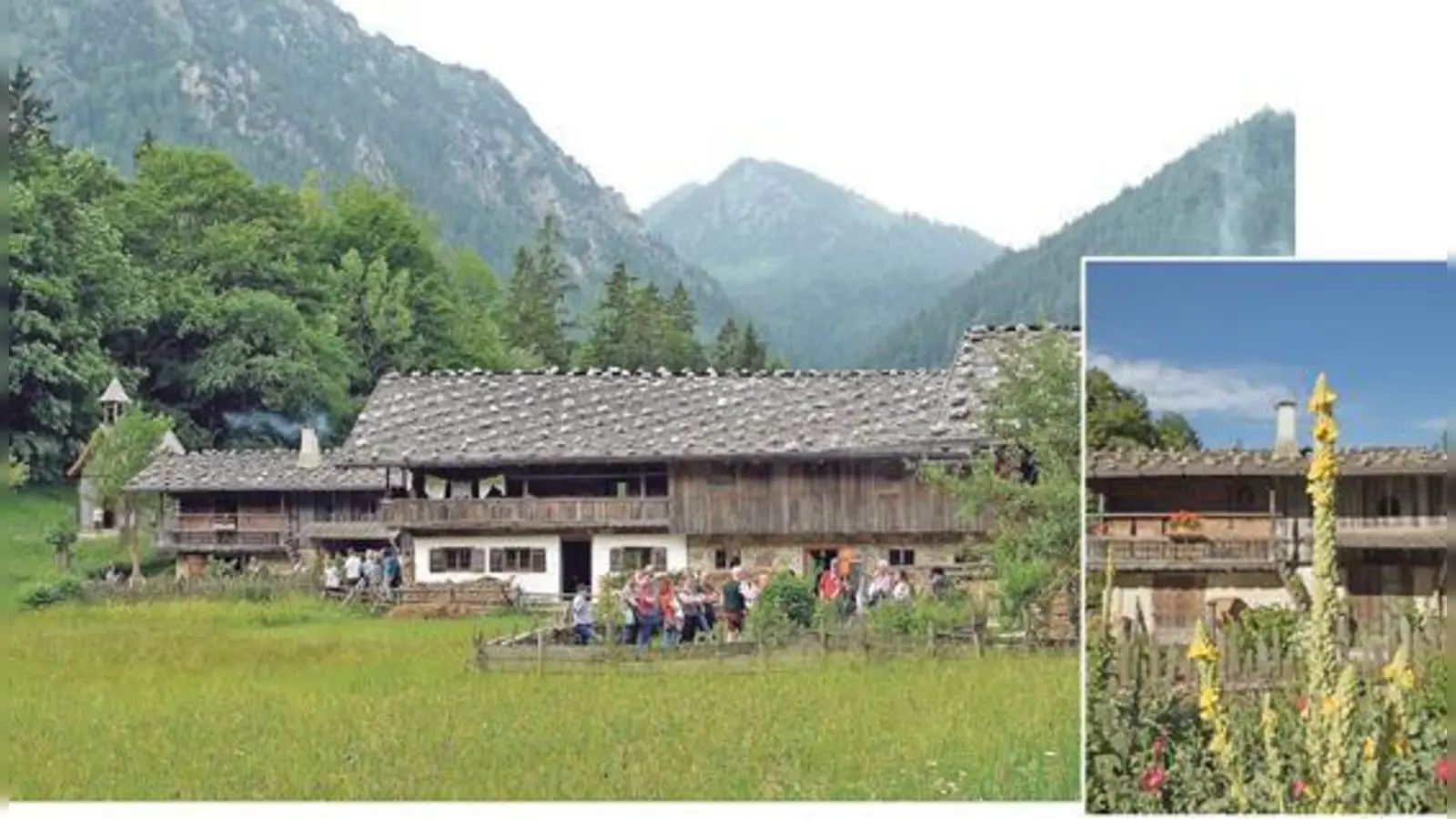 Führung durch den Kräutergarte. Foto rechts: Am Blütenstand der Königskerze kann man  den Schnee vorhersagen.  (Foto: Markus Wasmeier)
