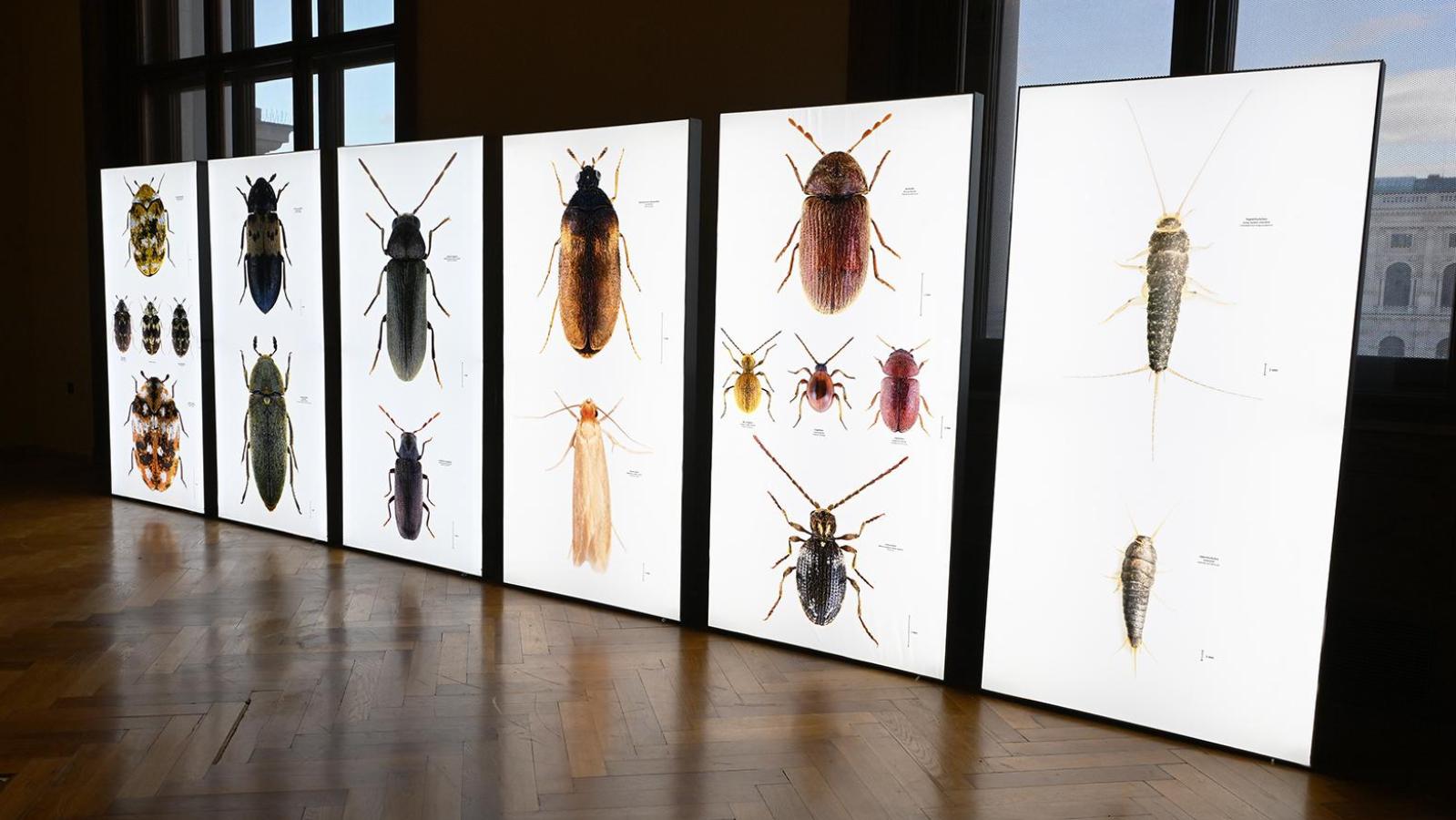 Sch-dlinge-im-Museum