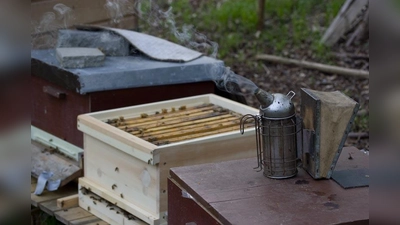 Der „Tag der offenen Tür” am Sonntag, 1. Juli im Bienenzucht- und Obstverein München - Lochhausen bietet einen ungewöhnlich tiefen Einblick in das goldene Handwerk der Immenzucht. (Foto: Thomas Petermann)