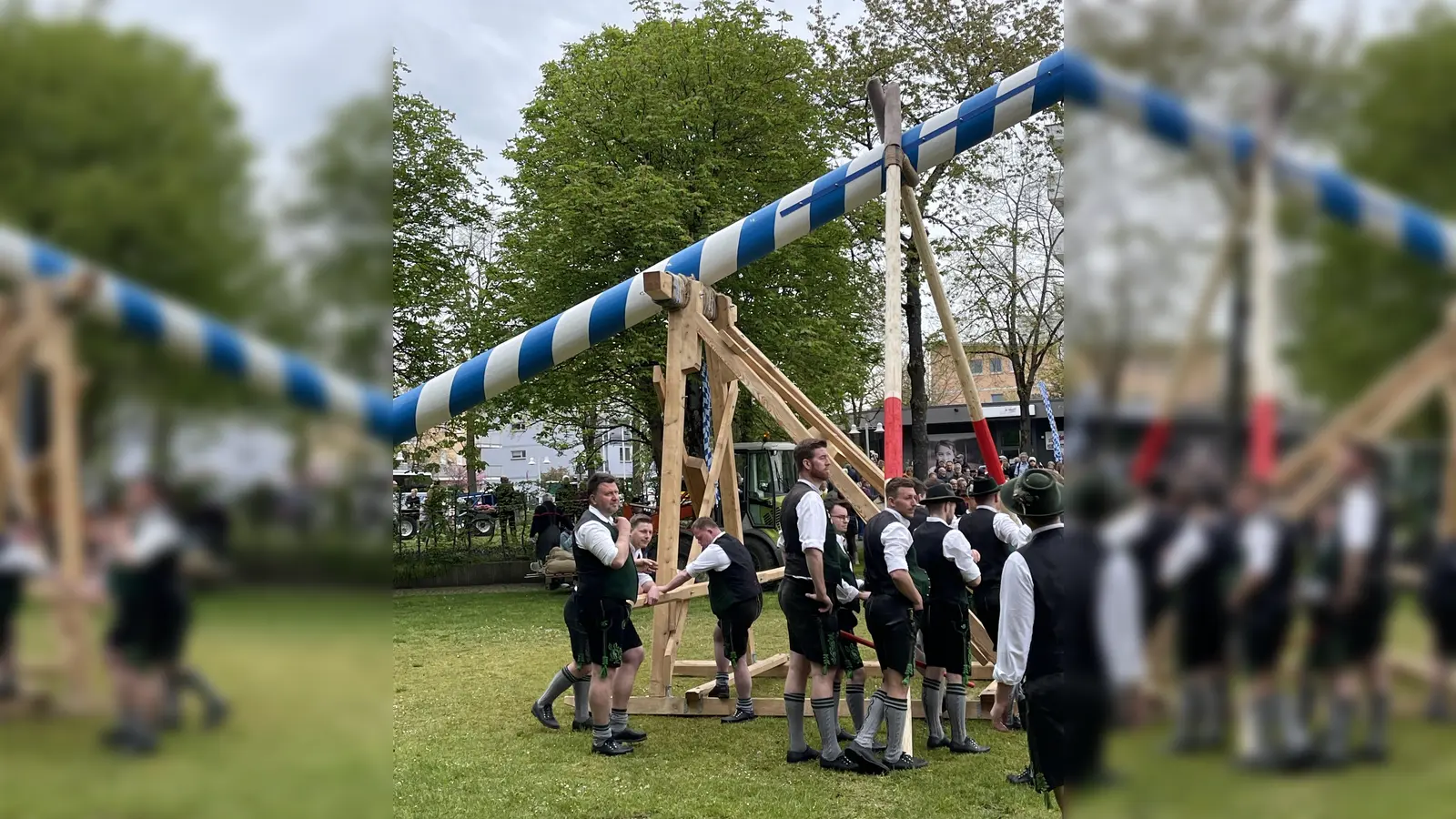 Mit Scherstangen und Rambock wurde der neue Maibaum auf der Festwiese von den Burschen aufgestellt. (Foto: hw)
