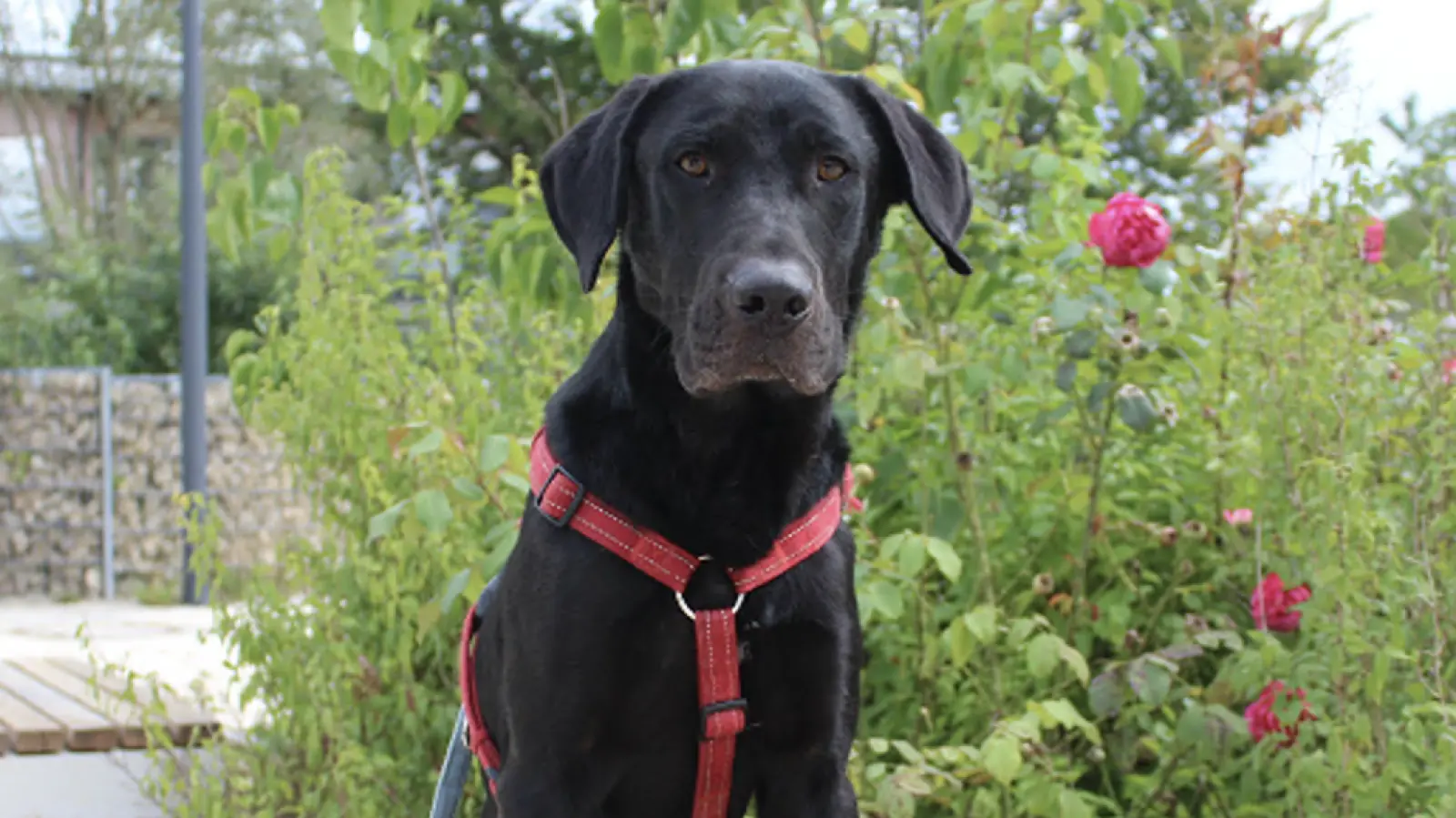 Der Labradorrüde Dexter hat einen langen Weg hinter sich. Jetzt hat er sein Glück bei Frauchen Elena gefunden. (Foto: Tierschutzverein München)