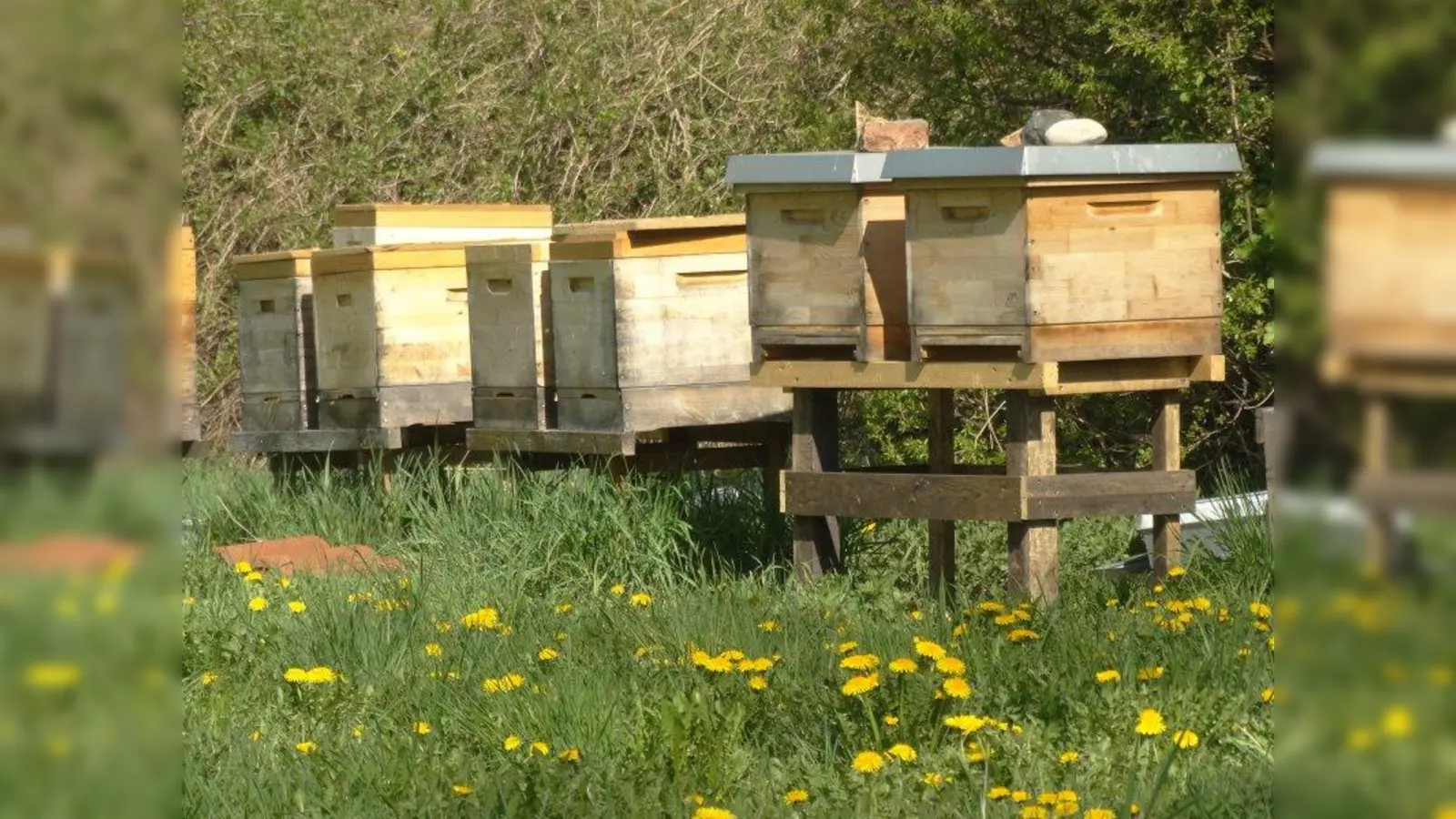 Auf der Stemmerwiese betreut Imker Andreas Bock 18 Bienenkästen. (Foto: tab)