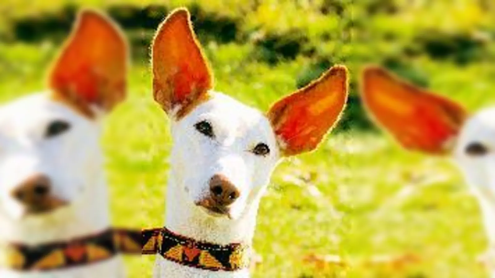 Mit Hundeblick zur Superstarkarriere? Bei der internationalen Hundeausstellung am kommenden Wochenende suchen die Fans der Vierbeiner den »Super-Dog«. Der wird allerdings nicht nach Jaulen bewertet.	 (Foto: VDH)