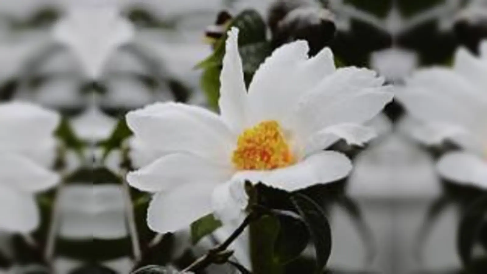 Eine Kamelien-Art aus den immergrünen Küstenwäldern von Südjapan.  (Foto: VA)