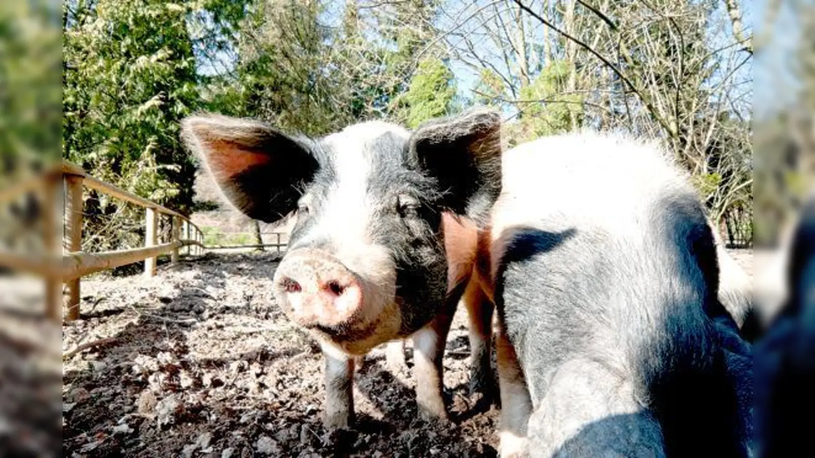 Lernen Sie das schwäbisch-hällische Landschwein auf Gut Hermannsdorf kennen.	 (Foto: Privat)