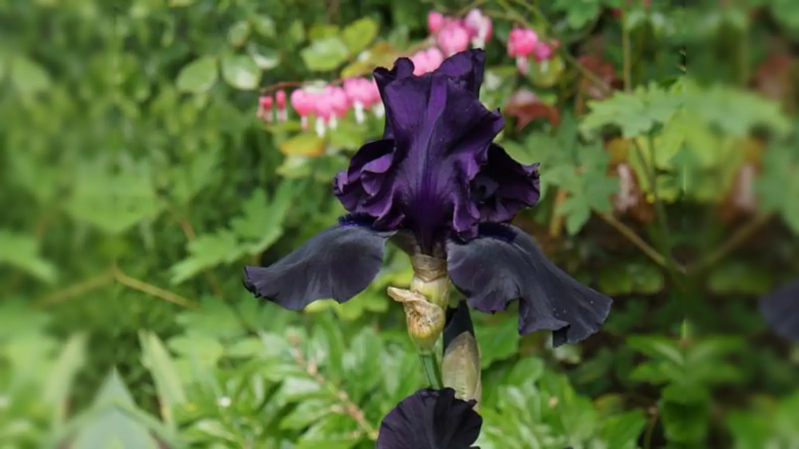 Jeder Garten am Tag der offenen Gartentür am 28. Juni, ist eine bezaubernde, kleine Welt für sich, die es zu entdecken lohnt.	 (Foto: hw)