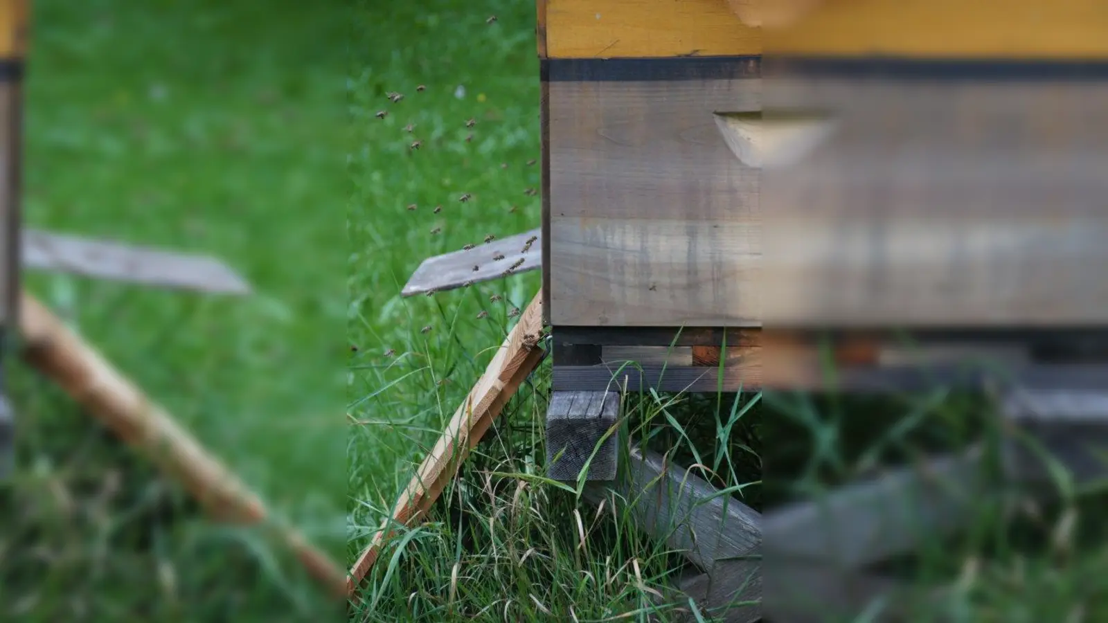 Ein Bienenvolk besteht aus bis zu 50.000 Tieren. (Foto: iab)
