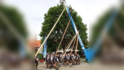 Mit den traditionellen Holzstangen hievten die Unterpfaffenhofener Burschen den Maibaum in die Vertikale. (Foto: Wolfgang Sbeczka)