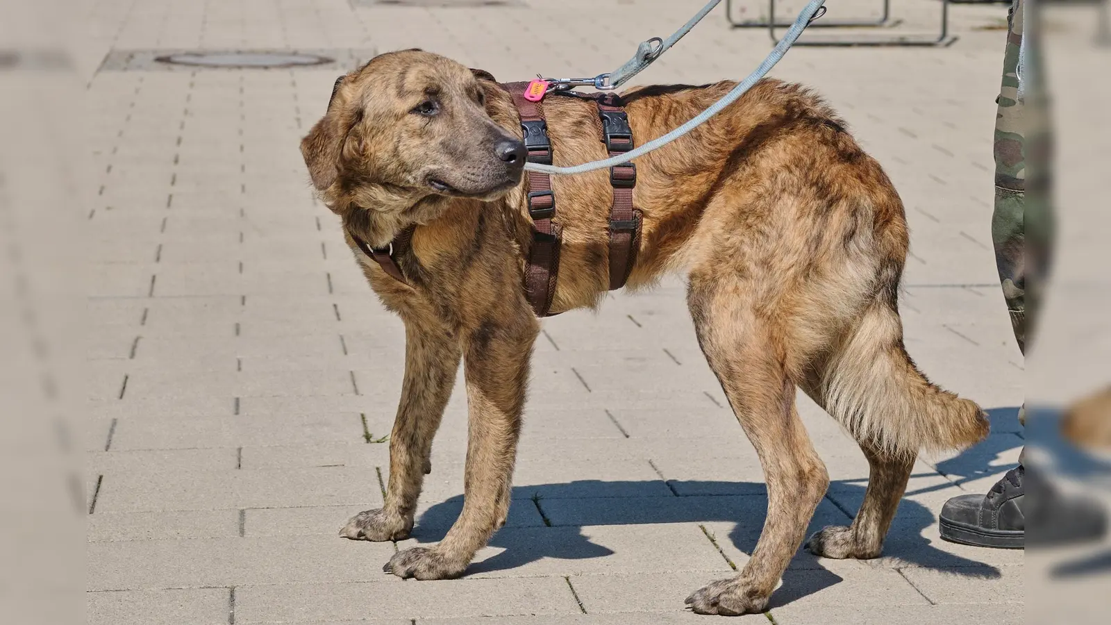 „Funny” stammt ursprünglich aus Rumänien und ist sehr aufgeschlossen. (Foto: Tierheim Riem)