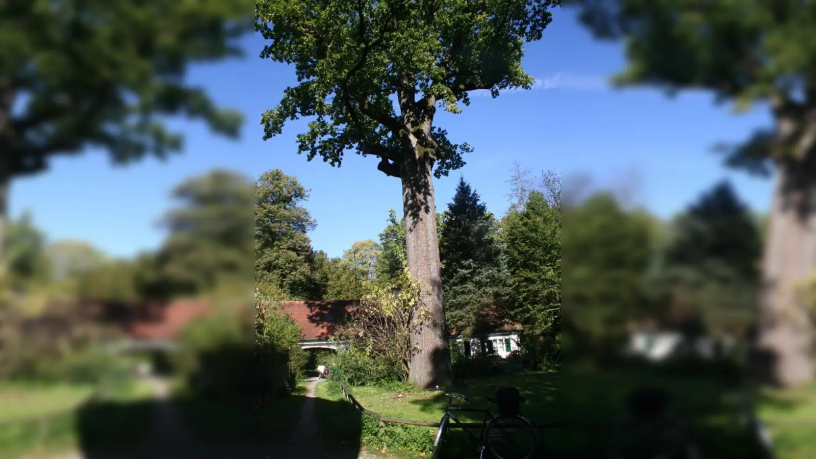 Die Stieleiche im sogenannten Dörfchen des Nymphenburger Schlossparks gehört jetzt zu den Naturdenkmälern. (Foto: ws)