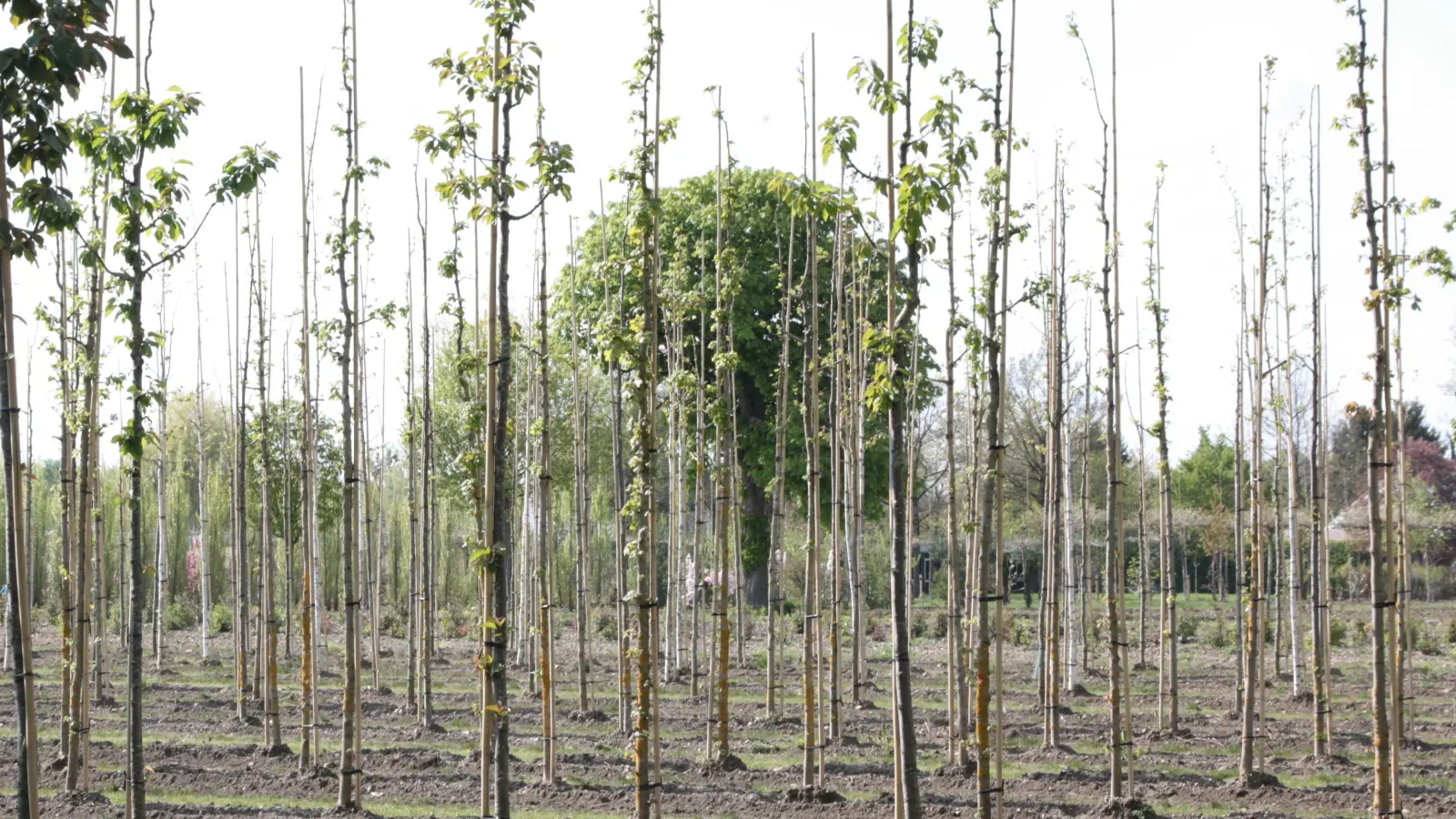 Der Landschaftspark West mit seiner Baumschule wäre in den Augen der Grünen ein sehr guter Pate für die künftige U-Bahn-Station. (Foto: job)