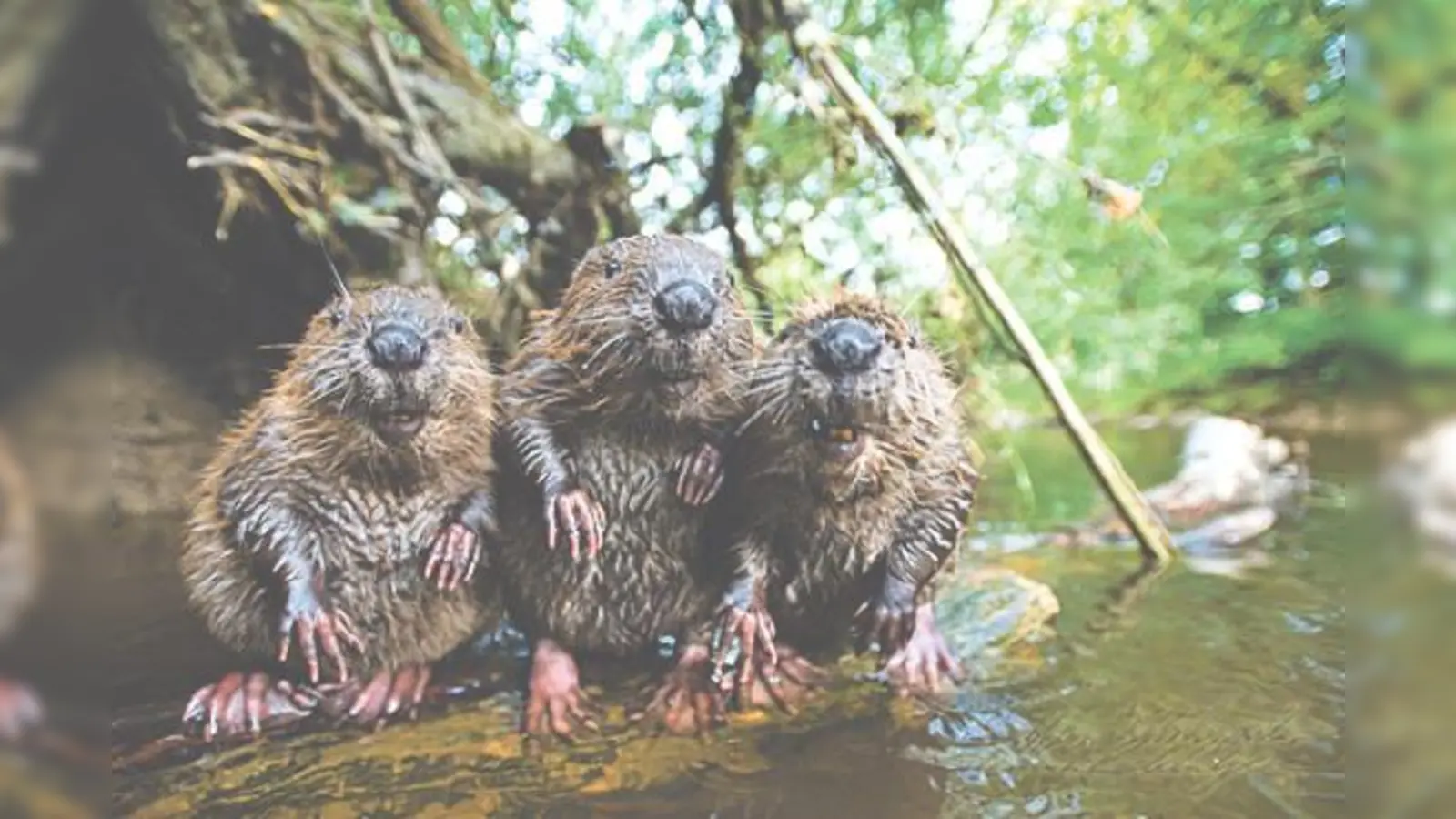 Ein interessanter Vortrag über Biber wird am Mittwoch vom BN gehalten.	 (Foto: Kutschenreiter)