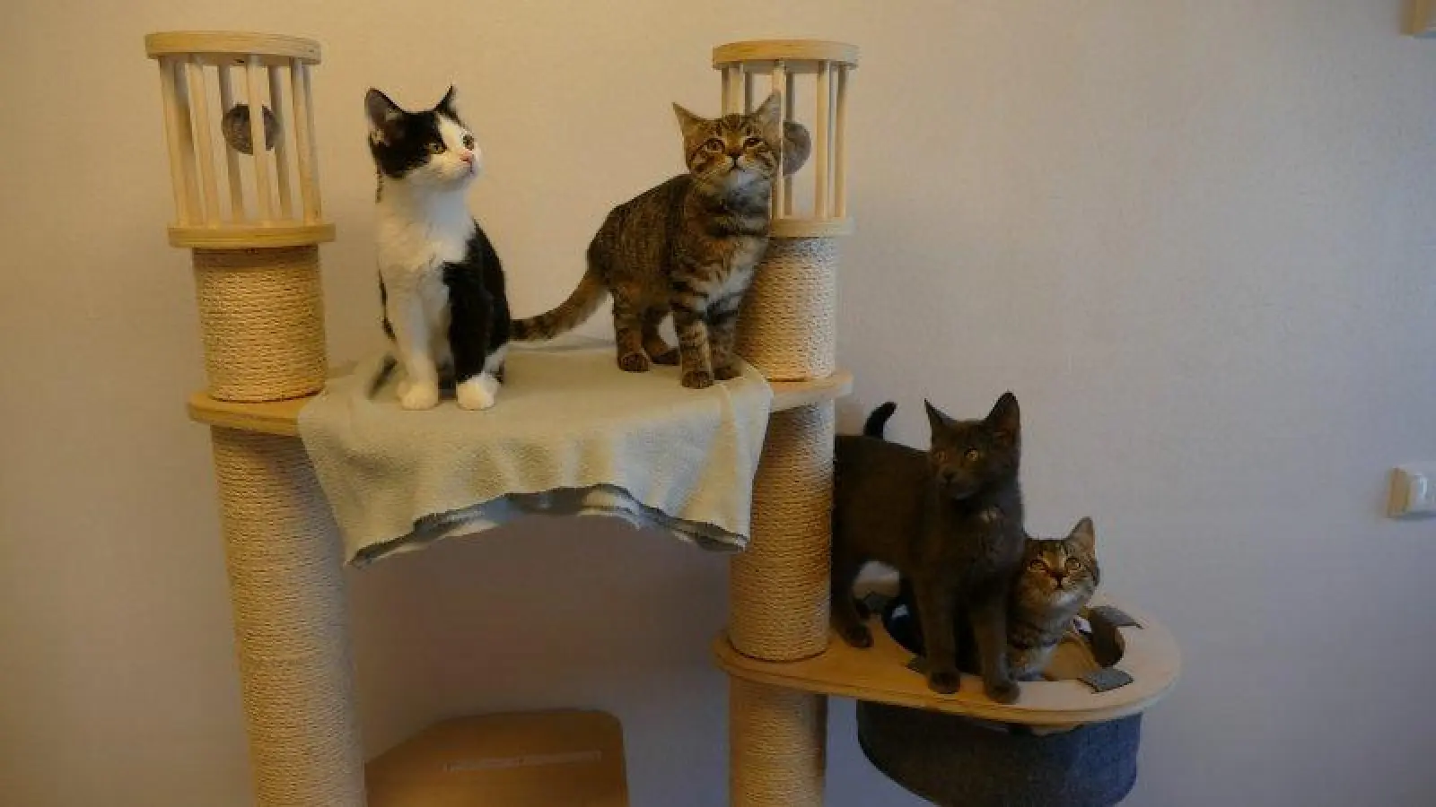 Die Katzenkinder Motte, Raupe, Mücke und Käferle suchen wie derzeit viele andere Samtpfoten, die im Tierheim gestrandet sind, ein liebevolles Zuhause. (Foto: Tierheim München)