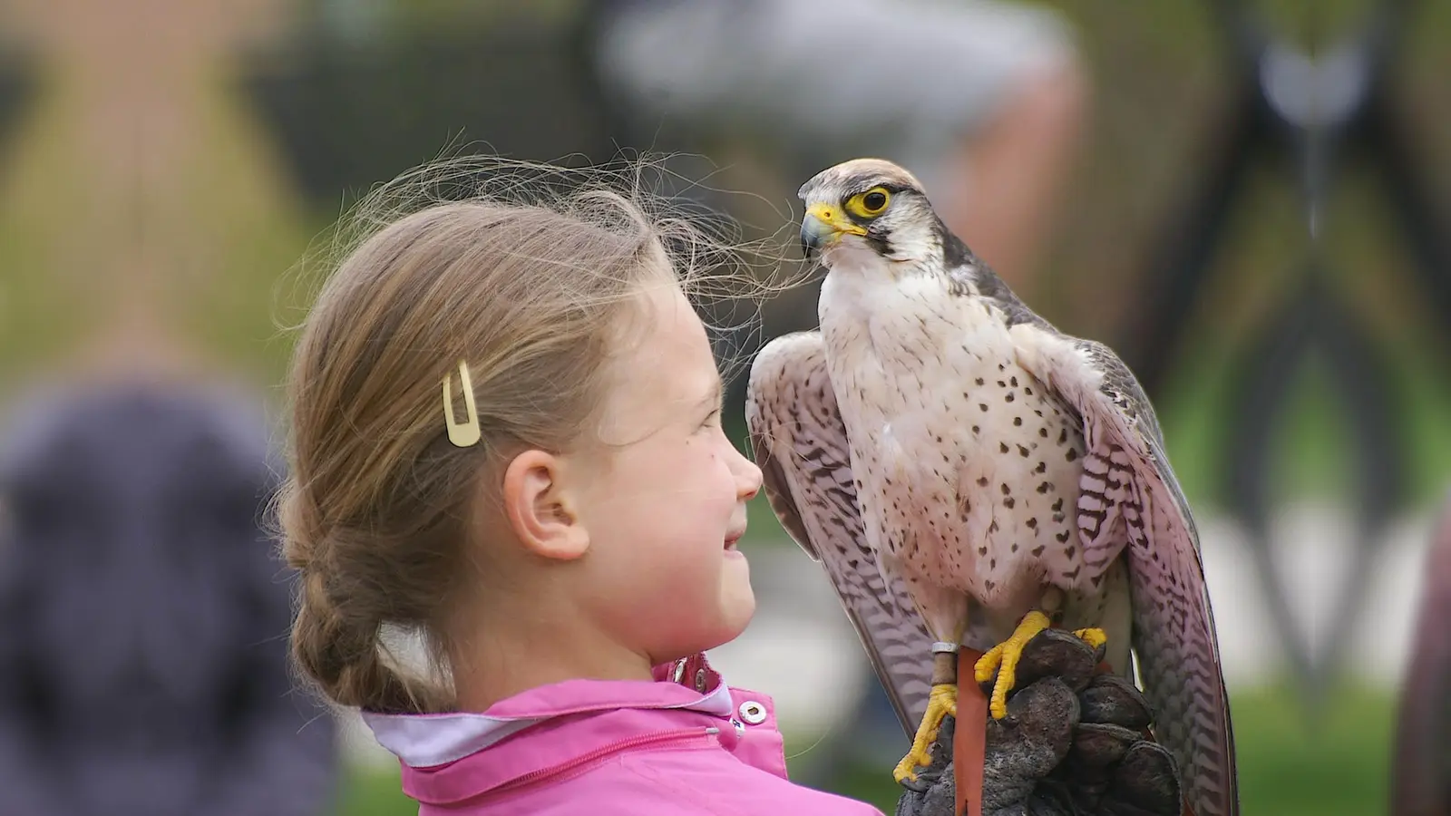 Die Greifvogelflugschau im Riemer Park ist ein Erlebnis für die ganze Familie (Foto: VA)