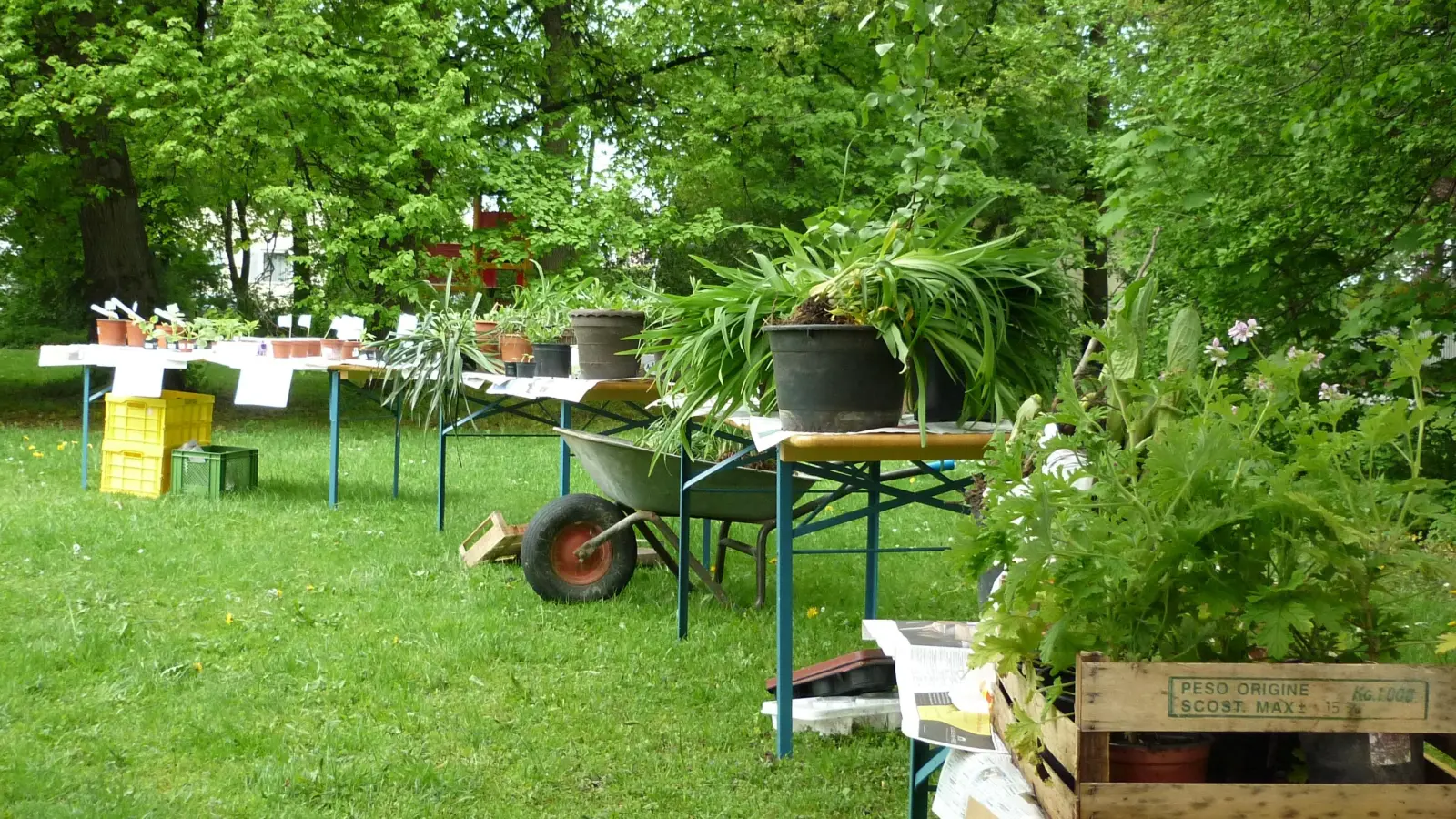 Zur Pflanzentauschbörse mit Gartenflohmarkt lädt die Siedlervereinigung Moosach-Eigenhaus ein. (Foto: VA)