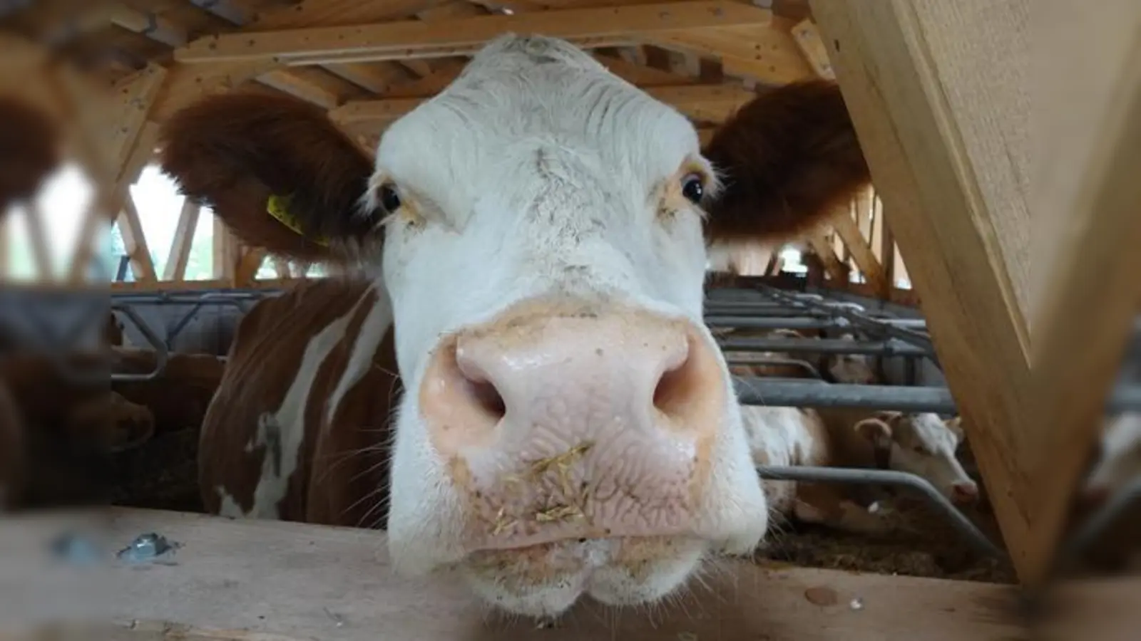 Um sie dreht sich die ganze Debatte: die Kuh und ihre Milch. Für die Erdinger Milchbauern geht es um die Existenz, und das schon seit längerer Zeit.	 (Foto: Sportfood4you, CC0)