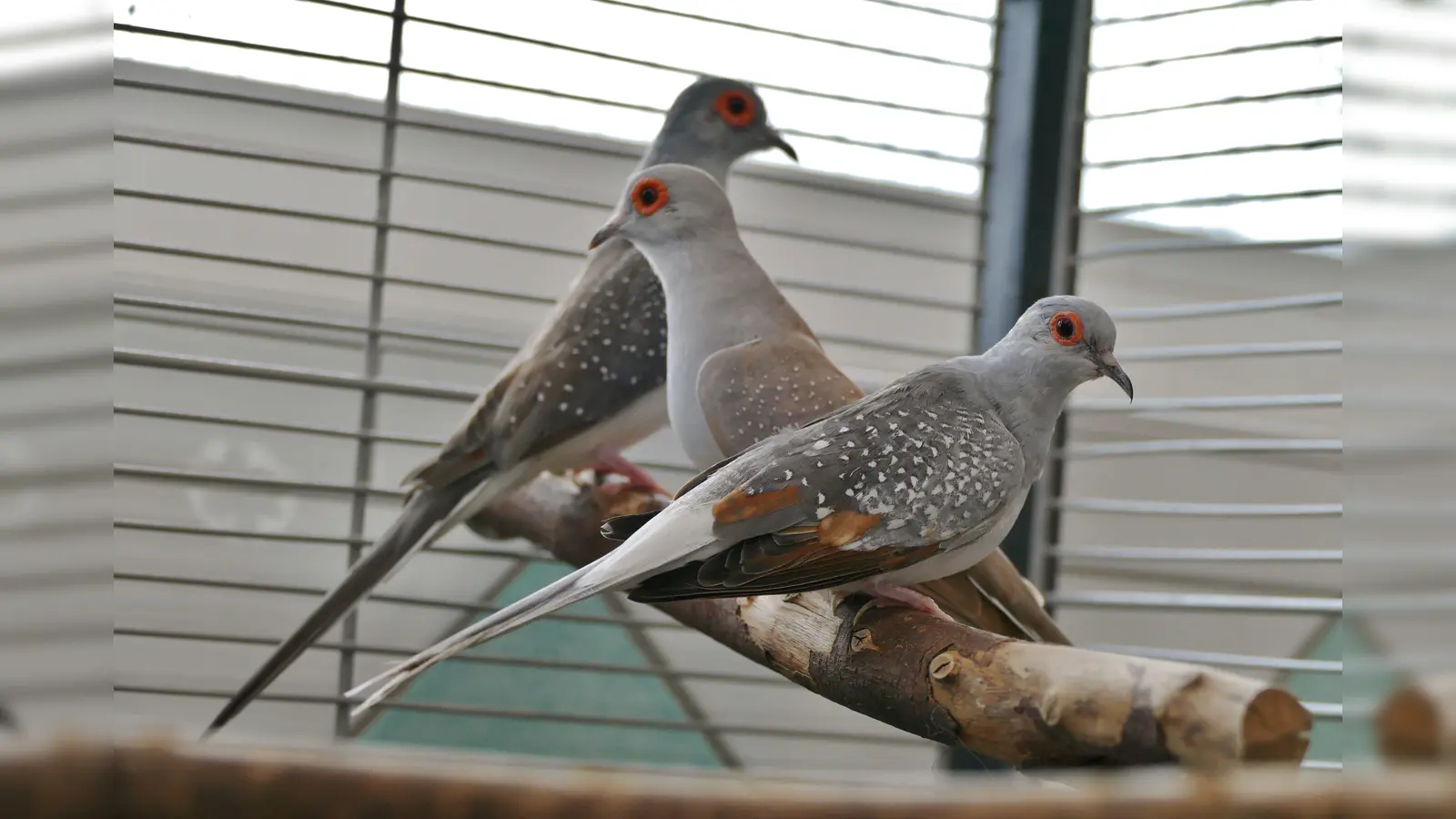 Wir suchen ein liebevolles Zuhause für die beiden Schönheiten. (Foto: Tierheim Riem)