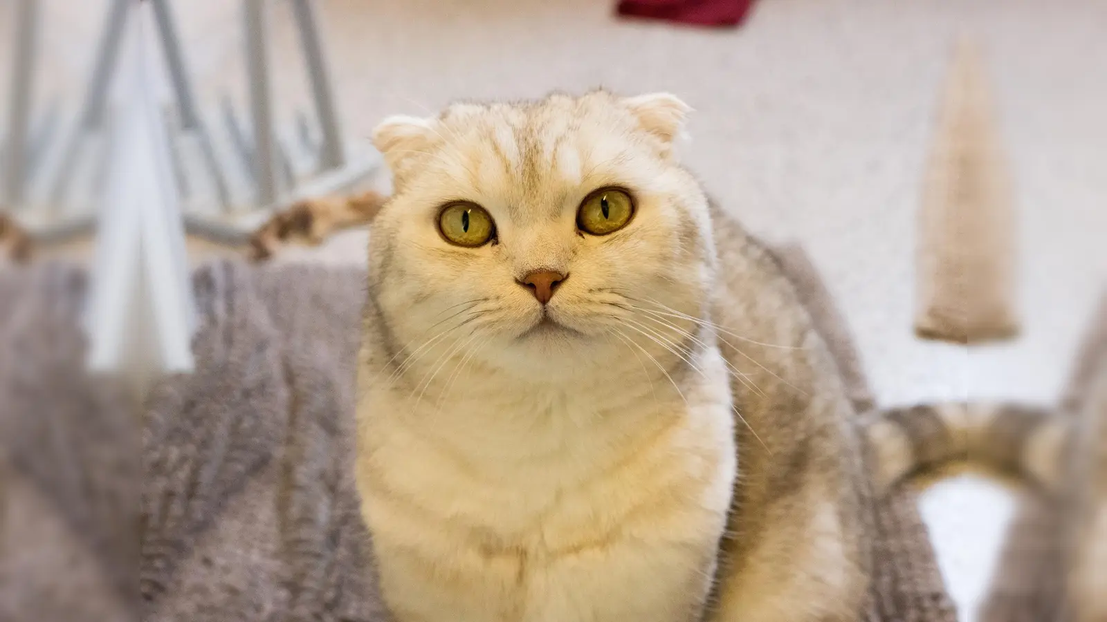 Scottish Fold Kater Coco ist noch fit, aber das kann sich bald ändern.  (Foto: Tierschutzverein München)