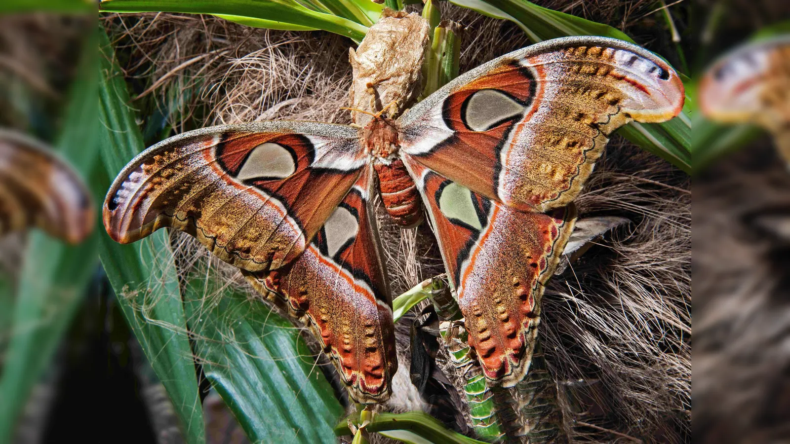 Der Atlasspinner zählt zu den größten Schmetterlingen mit einer Flügelspannweite von bis zu 30 Zentimetern. (Foto: © BotMuc/Thomas Zeidler)
