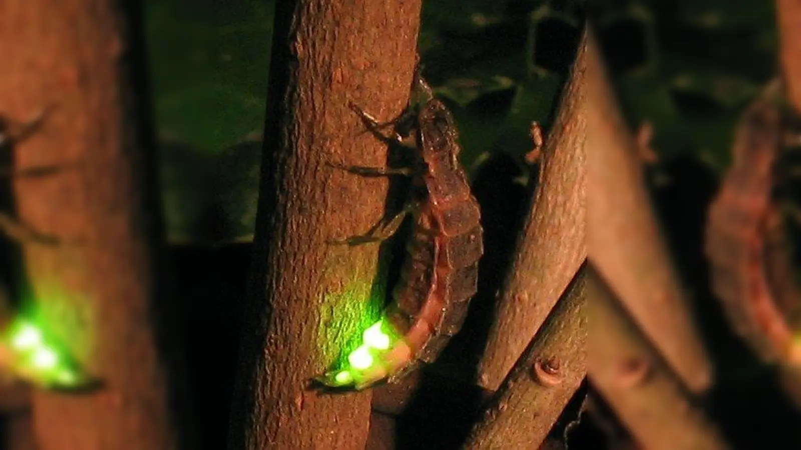 Weibchen des großen Leuchtkäfers. (Foto: Wofl~commonswiki/ wikimedia.org)