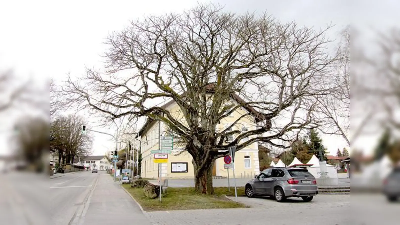 In die Jahre gekommen ist nun die Kastanie vor dem Rathaus in Otterfing. 	 (Foto: aba)